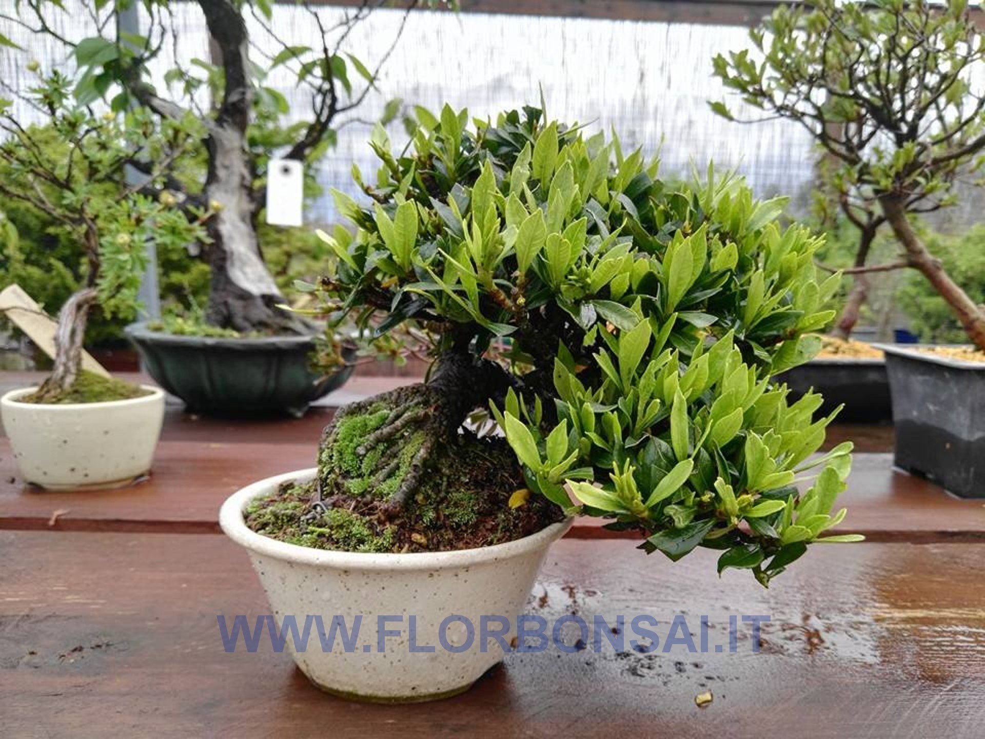 annaffiatura-bonsai.jpg