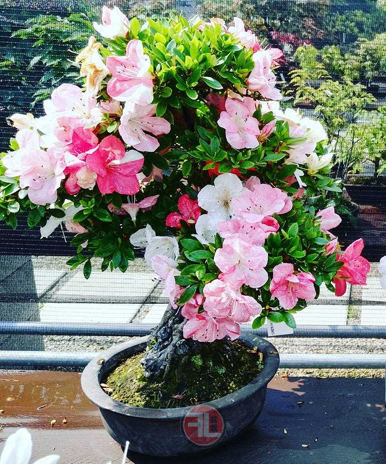 azalea-in-fiore.jpg