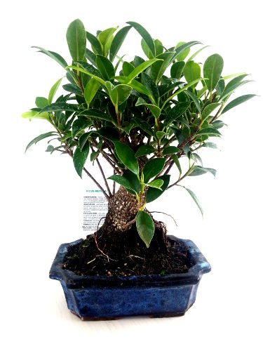 Ficus Retusa 