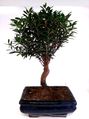 Mirto Syzygium